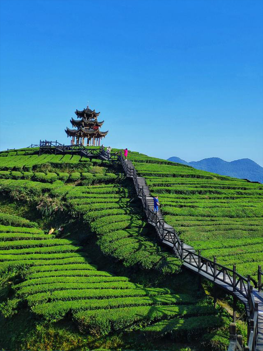 茶园1
